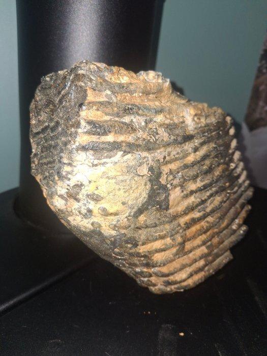 Wolharige mammoet - Fossiele kies - 20 cm - 15 cm, Verzamelen, Mineralen en Fossielen