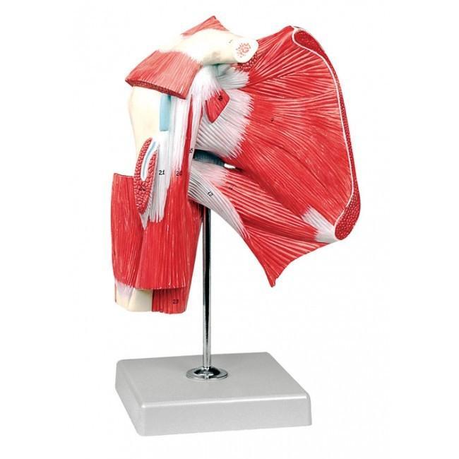 Model schouder met diepe musculatuur ST-ATM 248, Diversen, Verpleegmiddelen, Verzenden
