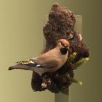 Pestvogel Taxidermie Opgezette Dieren By Max, Ophalen of Verzenden, Nieuw, Vogel, Opgezet dier