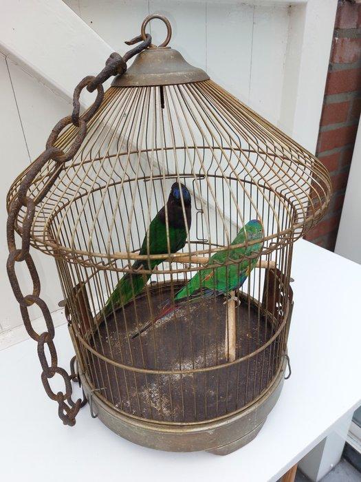 Swift Parakeet with Stellas Lorikeet - with closed rings, Collections, Collections Animaux