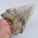 Monstre géant très large, requin mégalodon de 6 pouces. -, Collections