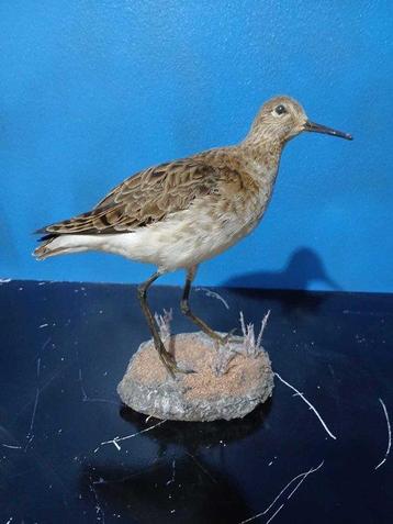 combattant Support de corps entier pour taxidermie -