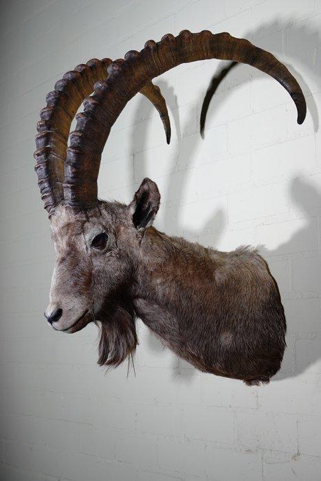 Siberian Ibex - adult male - Taxidermie schoudermontage -, Verzamelen, Dierenverzamelingen