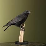 Kraai Taxidermie Opgezette Dieren By Max, Verzamelen, Dierenverzamelingen, Ophalen of Verzenden, Nieuw, Vogel, Opgezet dier