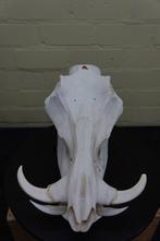 African Warthog Schedel - Phacochoerus africanus - 0 cm - 0, Collections, Collections Animaux