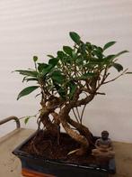 ficus ginseng - Hauteur (arbre) : 34 cm - Profondeur (arbre)