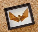 Painted Vesper Bat - framed Taxidermie volledige montage -