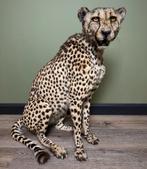 Cheetah Taxidermie Opgezette Dieren By Max, Verzamelen, Dierenverzamelingen, Nieuw, Wild dier, Opgezet dier, Ophalen of Verzenden