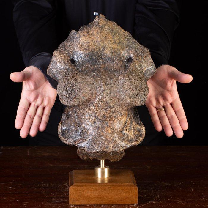 Megaloceros giganteus - neurocranium - Taxidermie volledige, Verzamelen, Dierenverzamelingen