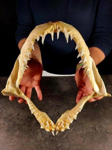 _grande mâchoire de requin mako_ Support de corps entier