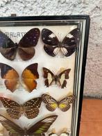 Vlinder Taxidermie volledige montage - Farfalle - 3 cm - 4, Verzamelen, Nieuw