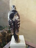 Grote bonte specht Taxidermie volledige montage -, Nieuw