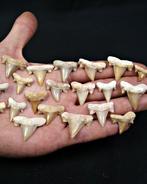 Haai - Fossiele tand - Cretolamna (Zonder minimumprijs), Verzamelen, Mineralen en Fossielen