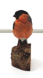 Ciuffolotto mâle Support de corps entier pour taxidermie -, Verzamelen, Dierenverzamelingen, Nieuw