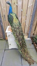 Blauwe pauw Taxidermie volledige montage - Pavo cristatus -
