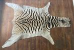 Burchell-zebra Taxidermie volledige montage - Equus quagga