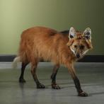 Manenwolf Support de corps entier pour taxidermie -, Verzamelen, Nieuw