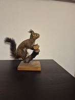 Eekhoorn Taxidermie volledige montage - Sciurus vulgaris -, Nieuw