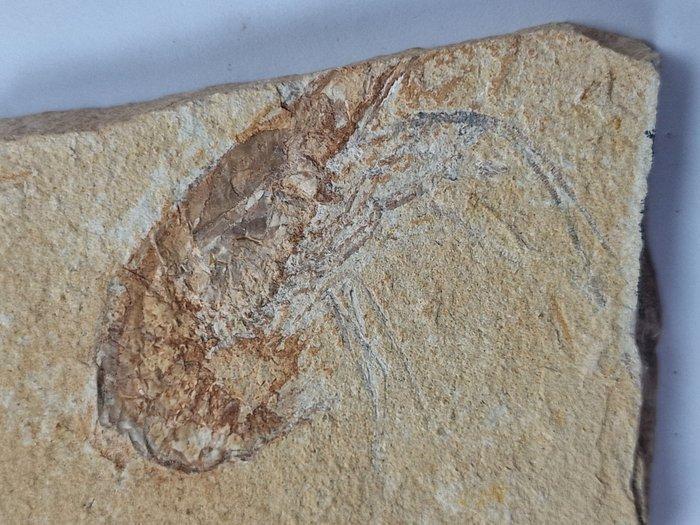 garnalen - Gefossiliseerd dier - Carpopenaeus callirostris -, Verzamelen, Mineralen en Fossielen