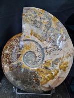 Extreme big Ammonite with beautiful pattern - Gefossiliseerd, Collections, Minéraux & Fossiles