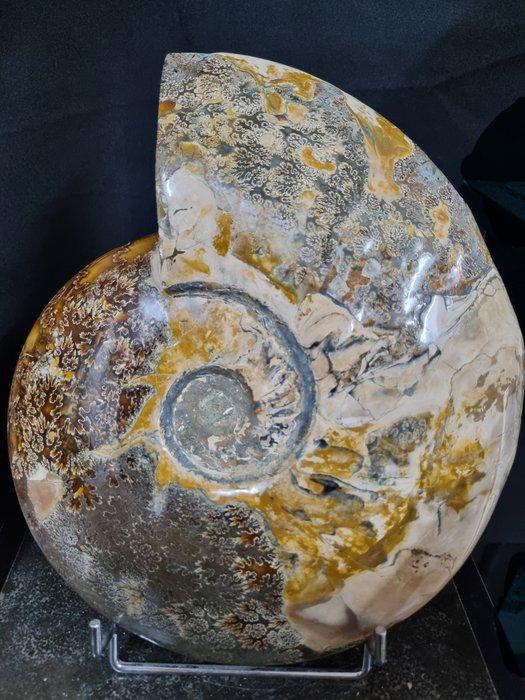 Extreme big Ammonite with beautiful pattern - Gefossiliseerd, Collections, Minéraux & Fossiles