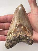 Enorme Megalodon tand 12,9 cm - Fossiele tand - Carcharocles
