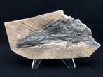Fossiel - Fossiele matrix - Mixosaurus - 39 cm - 20 cm, Verzamelen