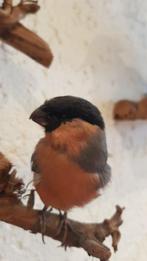 Gimpel (Dompfaff) en roodborstje Taxidermie volledige