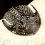 Trilobite fossiel op matrix - Fossiel skelet - Trilobite