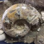 Groep van ammonieten en Nautilus - Gefossiliseerde schelp -
