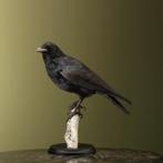 Kraai Taxidermie Opgezette Dieren By Max, Verzamelen, Dierenverzamelingen, Ophalen of Verzenden, Nieuw, Vogel, Opgezet dier