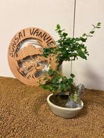 Liguster bonsai (Ligustrum) - Hoogte (boom): 31 cm - Diepte