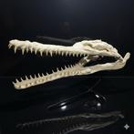 Krokodil - Fossiele schedel - Gavial - 90 cm - 50 cm, Verzamelen