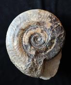 Ammoniet - Gefossiliseerde schelp - Hildoceras bifrons - 15, Verzamelen