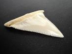 Grand requin blanc Dent - Carcharodon carcharias - 50 mm -