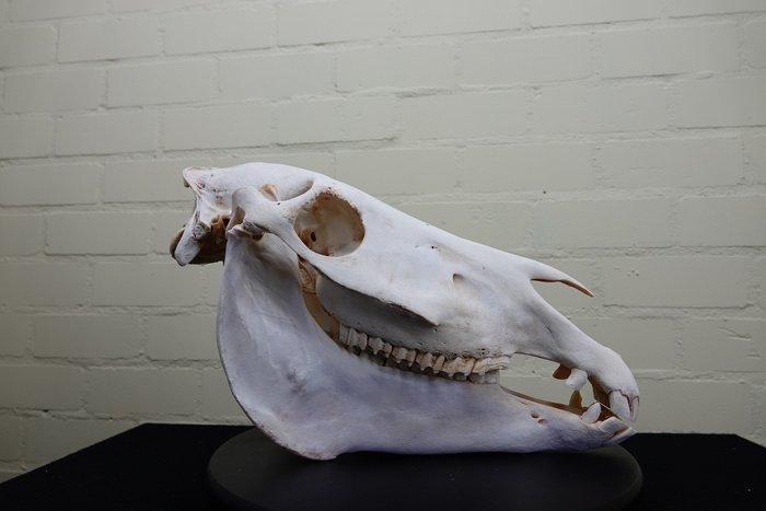 Steppezebra Schedel - Equus quagga - 0 cm - 45 cm - 0 cm-, Verzamelen, Dierenverzamelingen
