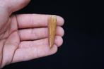 Dinosaure - Dent fossile - Carcharodontosaurus saharicus -