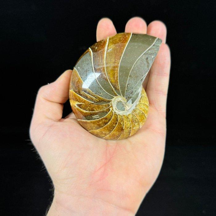 Gepolijste nautiloïde - Gefossiliseerde schelp - Cymatoceras, Verzamelen, Mineralen en Fossielen
