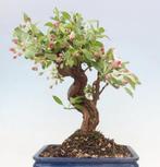 malus halliana bonsai in mooie bonsaischaal - Hoogte (boom):, Antiquités & Art, Art | Peinture | Classique