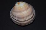 Tweekleppige Schelpdier - M-917 PERIGLYPTA MAGNIFICA (Zonder, Nieuw