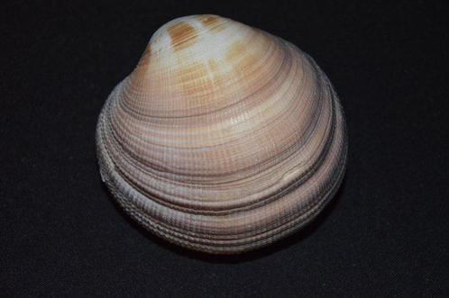 Tweekleppige Schelpdier - M-917 PERIGLYPTA MAGNIFICA (Zonder, Verzamelen, Dierenverzamelingen