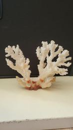 coquillage Coquillage marin - Corail (Sans Prix de Réserve), Antiquités & Art