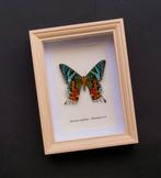 Papillon Support de corps entier pour taxidermie - Urania, Nieuw