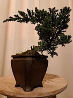 Jeneverbes bonsai (Juniperus) - Hoogte (boom): 12 cm -