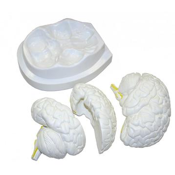 Anatomisch model brein 3-delig ST-ATM 56, Verzenden