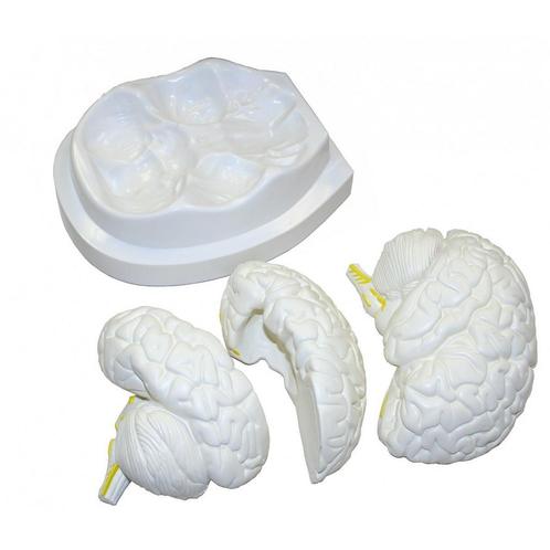 Anatomisch model brein 3-delig ST-ATM 56, Diversen, Verpleegmiddelen, Verzenden