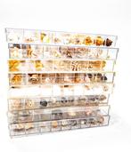 Collection étendue de coquillages et descargots (185, Verzamelen, Dierenverzamelingen, Nieuw