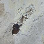 Fossiele plaatmatrix - 7 cm - 6 cm (Zonder Minimumprijs)