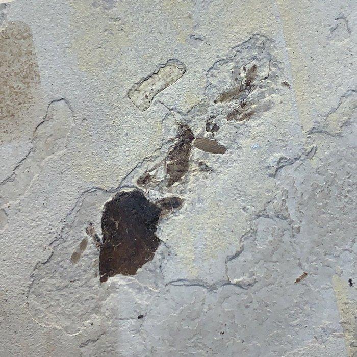 Fossiele plaatmatrix - 7 cm - 6 cm (Zonder Minimumprijs), Collections, Minéraux & Fossiles