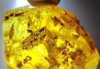 Dominicaanse amber fossiele insecten AAA-kwaliteit - 245 ct-, Verzamelen